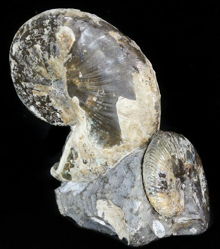 Hoploscaphites Ammonite Cluster- South Dakota #46870